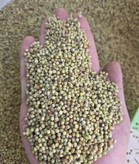 تخم گشنیز - 75 گرمی