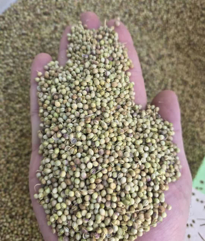 تخم گشنیز - 75 گرمی